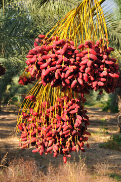 Date palm branches with ripe dates. Northern israel.