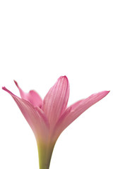 Beautiful pink flower