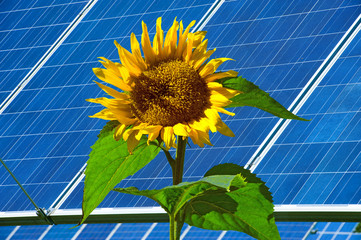 solar-cell and sunflower
