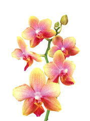 Beautiful pink and yellow orchid isolated on white background