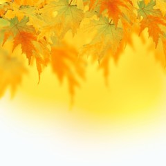 Beautiful border. Autumn Leaves