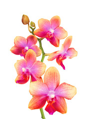 Beautiful pink and yellow orchid isolated on white background