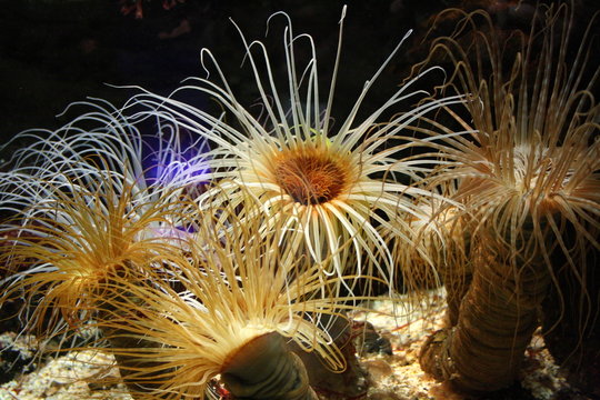Anemone