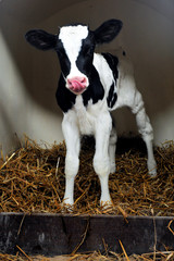 Kalb