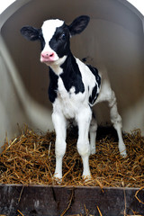 Kalb