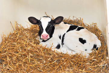Kalb
