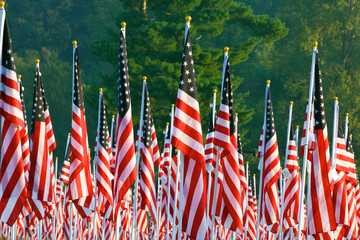 Flags in the Healing Fields for 9/11