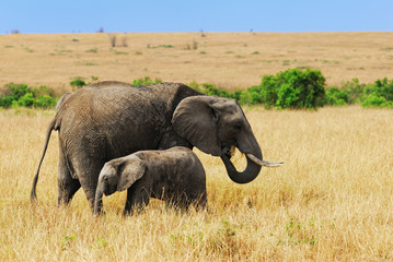African landscape with elephants