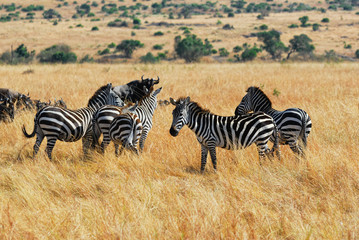 Gnus and zebras