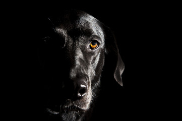 Schwarzer Labrador-Mix im Portrait