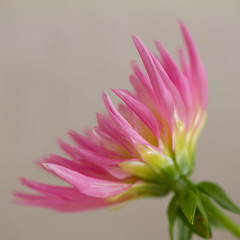 dahlia rose
