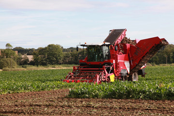 Harvesting in Norfolk