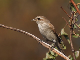 Red backed Shrike, lanius collurio