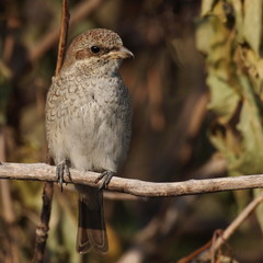 Red backed Shrike, lanius collurio