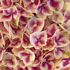 hortensia flowers closeup