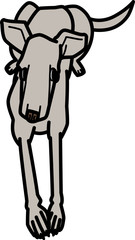 グレートハウンド　grayhound