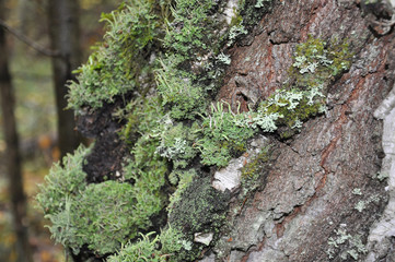 Tree with a lichen