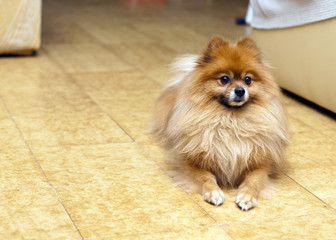 cagnolino carino