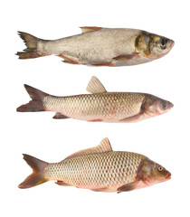 Carp fish collection isolated on white background