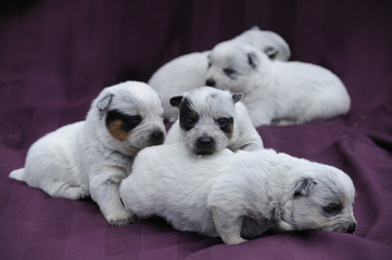 Australian Cattle Dog puppies