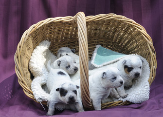 Puppies