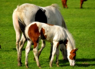 Naklejka na ściany i meble Mother and son colourfull horses