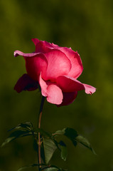 rose flower © Andrzej Płotnikow