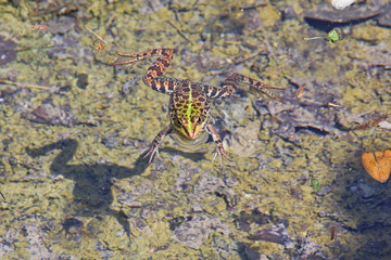 Frog in a pond