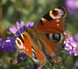 butterfly on a flower © Andrzej Płotnikow