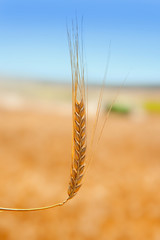 Fototapeta na wymiar cereal spike in wheat golden field