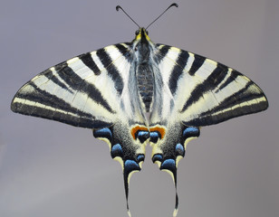 Overall view of a butterfly Papilio machaon