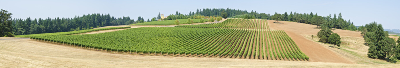 Fototapeta na wymiar Panorama z winnicy w Willamette Valley