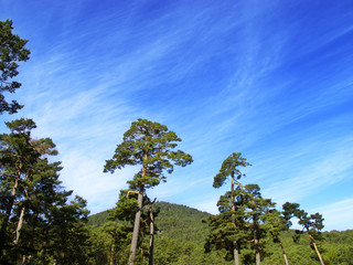 pine forest with blue sky