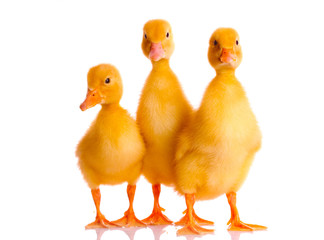 three ducklings isolated on white