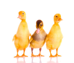 little yellow ducklings isolated on white