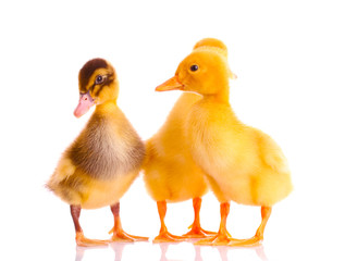 little yellow ducklings isolated on white