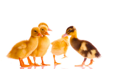 Ducks isolated on white