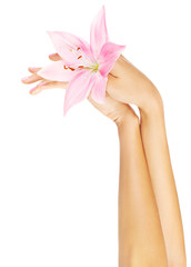 Fresh pink lily  in female hands