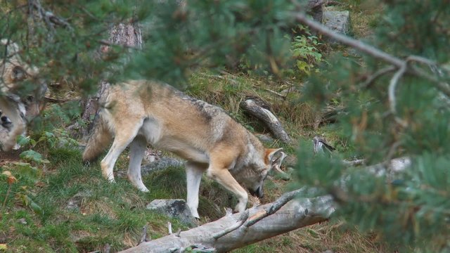 wolfsrudel