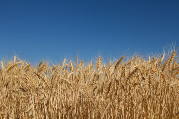 Wheat Grass Field Against Blue Sky