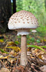 The Parasol Mushroom (Macrolepiota procera)