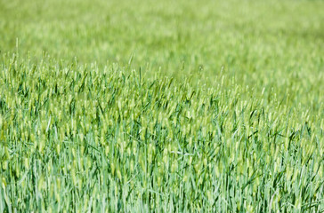 Green Wheat field in spring