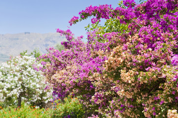 Obraz premium flowers of oleander in summer day