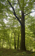 Obraz premium monument of nature