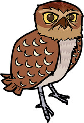 アナホリフクロウ　burrowingOwl