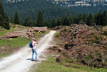 Wood Logs