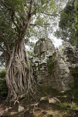 Fototapeta na wymiar korzenie w świątyni w Angkor w Kambodży
