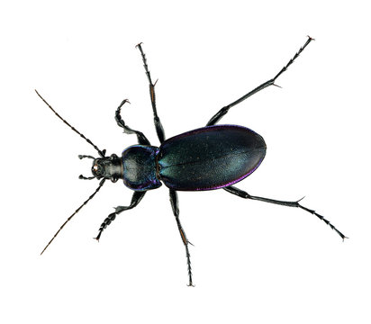 Violet ground beetle - Carabus violaceus, isolated