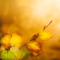 Autumn leaves