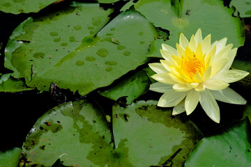 Lotus yellow with green leaves